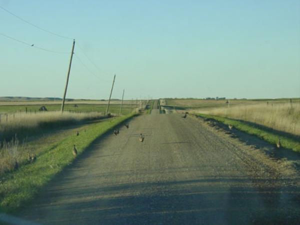 2017 Pheasant Season Numbers