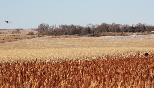 Pheasant Hunting Photo