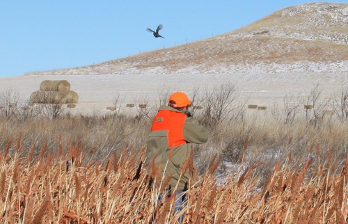 Pheasant Hunting Photo