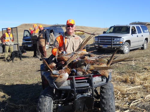 Pheasant Hunting Photo