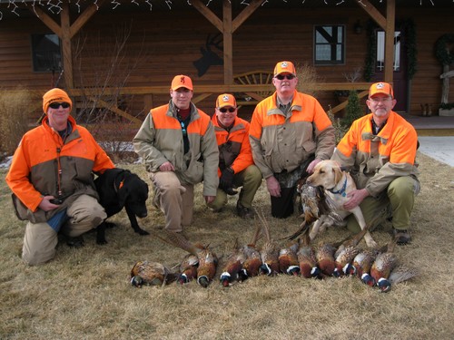 Pheasant Hunting Photo