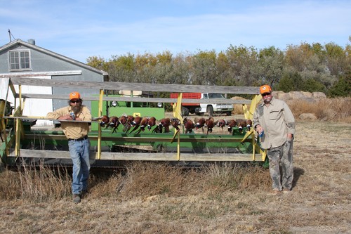 Pheasant Hunting Photo