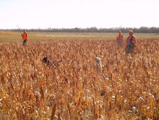 Pheasant Hunting Photo