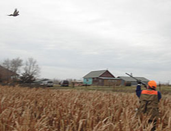 Pheasant Hunting Photo