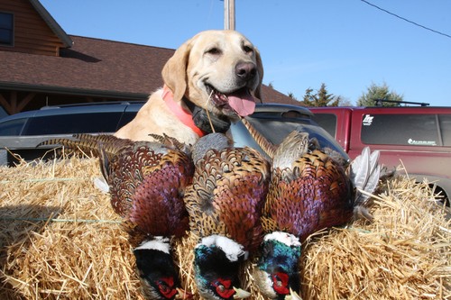 Pheasant Hunting Photo