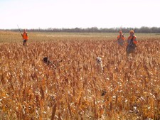 Florida hunters walking pheasant cane - November 2007.