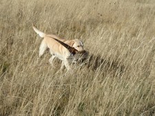 Yellow lab working in the field from the Florida group - November 2007.